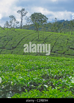 Tea Estate, Nelliyampathi Hills, Kerala, Indien Stockfoto