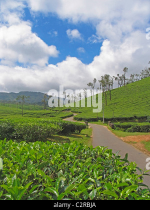 Tea Estate, Nelliyampathi Hills, Kerala, Indien Stockfoto