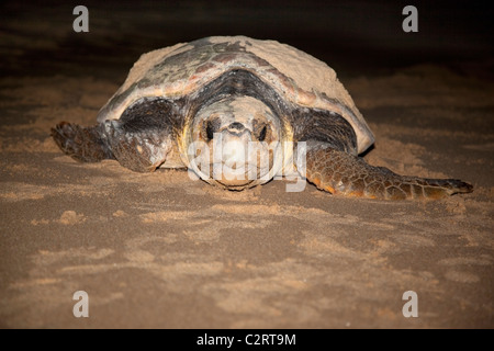 Unechte Karettschildkröte, Caretta Caretta, Umzug von Nest zum Meer in der Nacht, Banga Nek, Kwazulu Natal, Südafrika Stockfoto