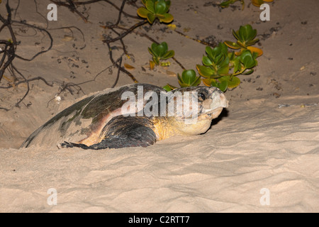 Unechte Karettschildkröte, Caretta Caretta, entstehende Nistplatz in der Nacht, Banga Nek, Kwazulu Natal, Südafrika Stockfoto
