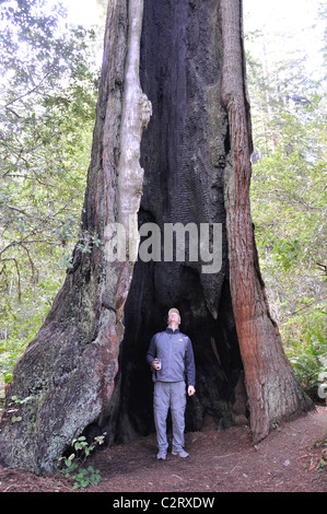 Redwoods National Park, Kalifornien, USA Stockfoto