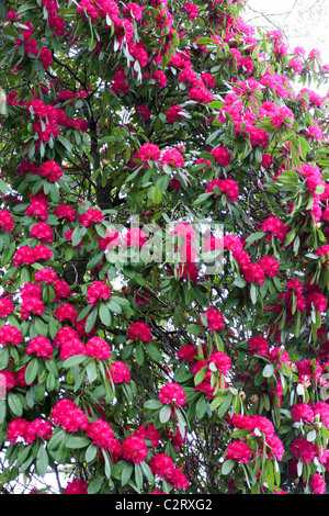 Erstaunliche Darstellung dessen, was muss das eines der größten Azalee (Rhododendron sp) Bäume in London sein. Stockfoto