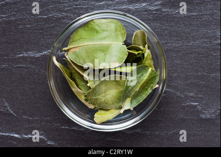 Ein Gericht aus getrockneten Kaffir-Limettenblätter, Set Up auf einer Schiefertafel Arbeitsfläche Stockfoto