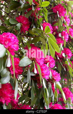 Der unverwechselbare Azalee (Rhododendron sp) Baum, dieses besondere Angebot ist die größte, die er auf seinen Reisen rund um London gesehen hat Stockfoto