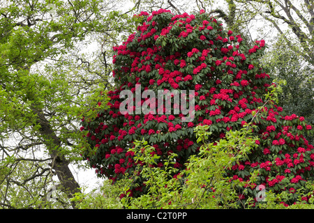 Das höchste und ohne Zweifel der größte Azalee Baum hat der Fotograf in seinen Reisen rund um London je begegnet. Stockfoto