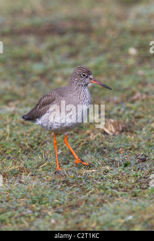 Rotschenkel. Tringa Totanus (Scolapacidae) Stockfoto