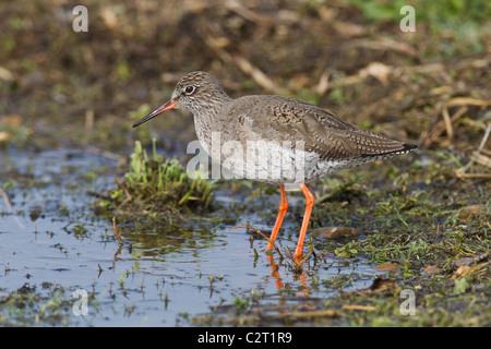 Rotschenkel. Tringa Totanus (Scolapacidae) Stockfoto