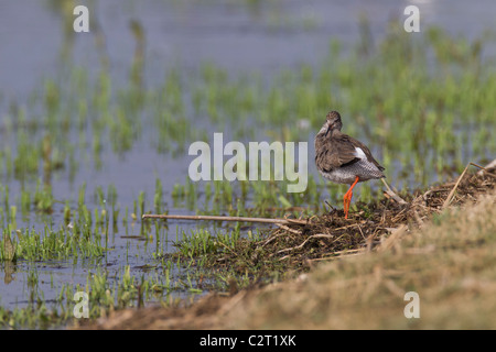 Rotschenkel. Tringa Totanus (Scolapacidae) Stockfoto