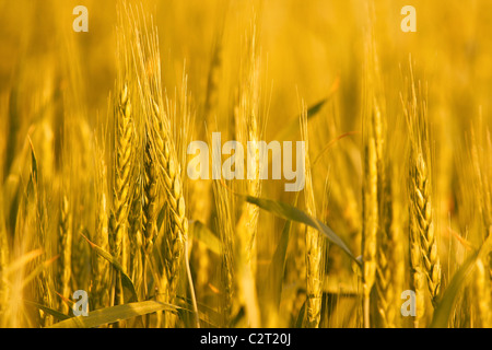 Weizenpflanzen auf einen landwirtschaftlichen Bereich in goldener Farbe Stockfoto