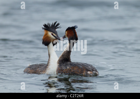 Great Crested Haubentaucher. Podiceps Cristatus (Podicipedidae) paar Balz Stockfoto