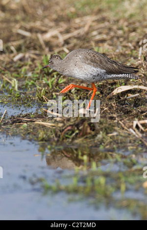 Rotschenkel. Tringa Totanus (Scolapacidae) Stockfoto