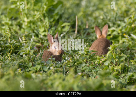 Kaninchen. Oryctolagus Cuniculus (Lagomorpha) jung am frühen Morgen in Brennesseln Stockfoto