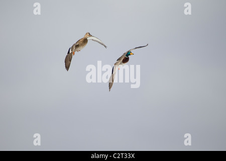 Paar von Mallard Enten im Flug und drehen zusammen. Stockfoto