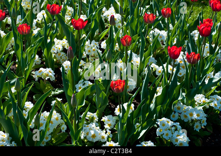 Blumenbeet mit Tulpe BASTOGNE und Primula CRESCENDO Wein (Crescendo-Serie) Stockfoto