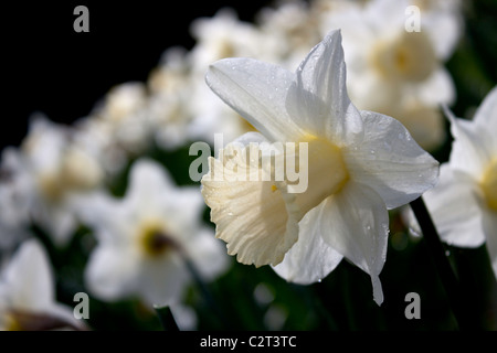 Ein Bereich der schönen weißen und gelben Narzissen Blumen im Frühling. Stockfoto
