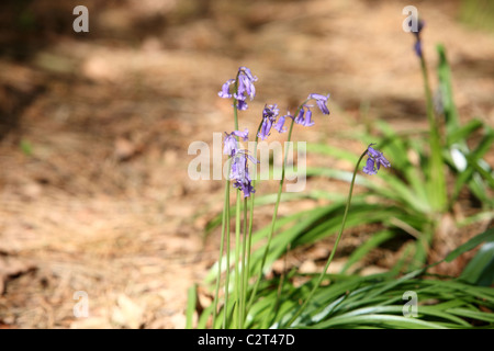 Glockenblumen wachsen auf Waldboden Stockfoto