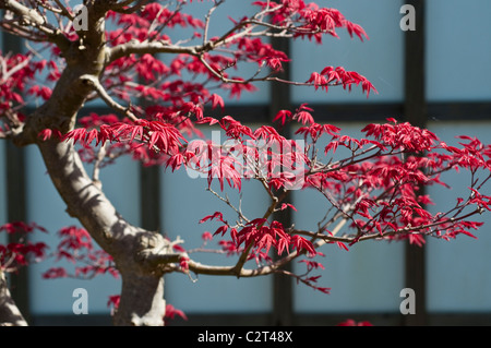 Bonsai-Baum, Acer Palmatum DESHOJO, etwa 40 Jahre alt Stockfoto