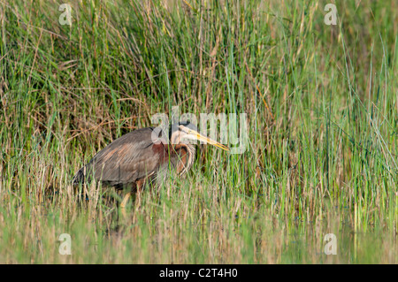 Europäische Purpurreiher Ardea Purpurea, Purpurreiher Stockfoto