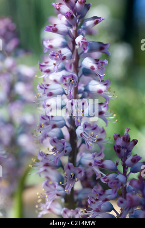 Lachenalia Pustulata Blume Stockfoto