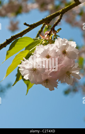 Spring Blossom Stockfoto