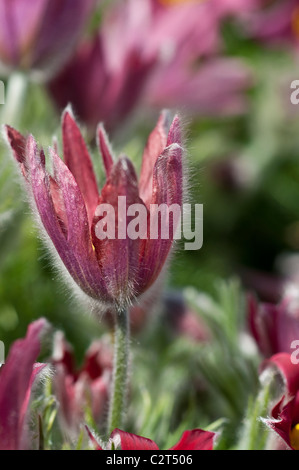 Pasque Blume Pulsatilla Vulgaris var. rubra Stockfoto