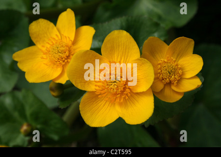 Marsh Marigold Caltha Palustris Blume im Detail bei Conwy RSPB Nature Reserve, Wales Stockfoto