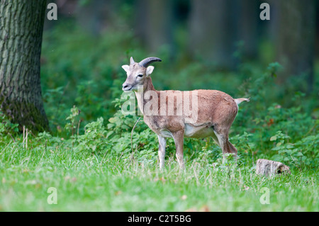 Europäischer Mufflon Ovis Orientalis, Mufflon Stockfoto