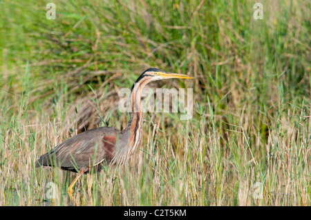 Europäische Purpurreiher Ardea Purpurea, Purpurreiher Stockfoto