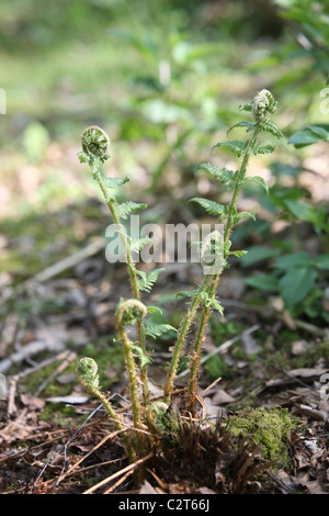 Farn Wedel unfurling Stockfoto