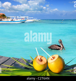 Karibische frische Kokosnüsse cocktail Pelikan im türkisfarbenen Meer Stockfoto