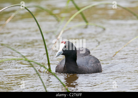 Kammblässhuhn, Fulica Cristata, rot-genoppten Wasserhuhn, Albufera Stockfoto