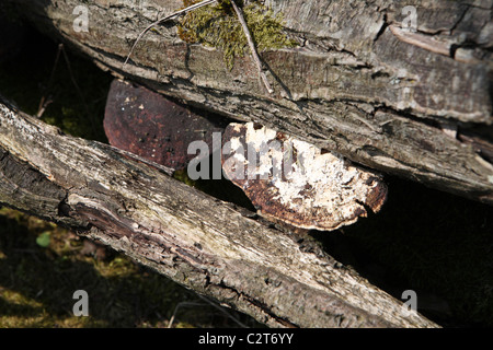 Pilze wachsen auf faulenden Protokolle Stockfoto