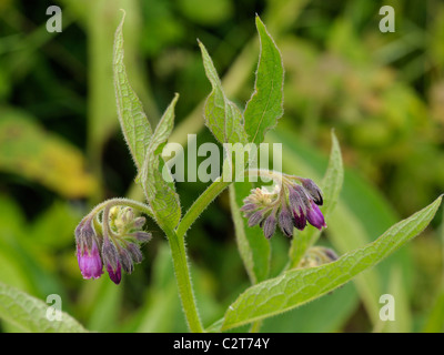 Gemeinsamen Beinwell Symphytum officinale Stockfoto