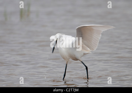 Seidenreiher, Egretta Garzetta, Seidenreiher Stockfoto