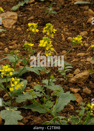 Ackersenf, Sinapis arvensis Stockfoto