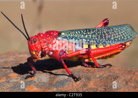 Gemeinsamen Seidenpflanze Heuschrecke, Phymateus Morbillosus, Samara private game Reserve Karoo, Südafrika Stockfoto