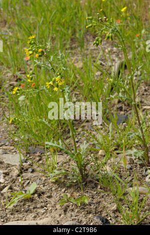 Durchleuchtet Kreuzkraut, Senecio Vulgaris Subsp vulgaris Stockfoto