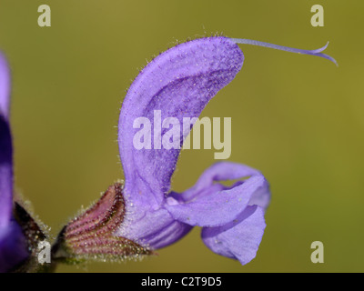 Wiese Clary, Salvia pratensis Stockfoto