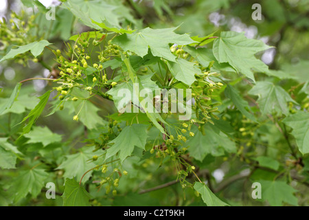Spitz-Ahorn Baum Blumen, Acer Platanoides, Sapindaceae Stockfoto