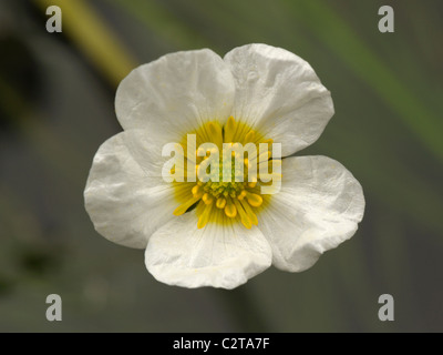 Fluss Wasser-Crowfoot, Ranunculus fluitans Stockfoto