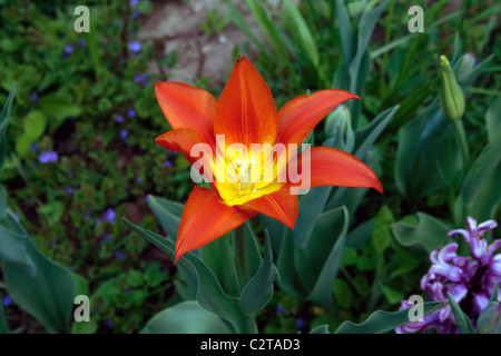 Tulipa - offene Tulpen im Garten Stockfoto