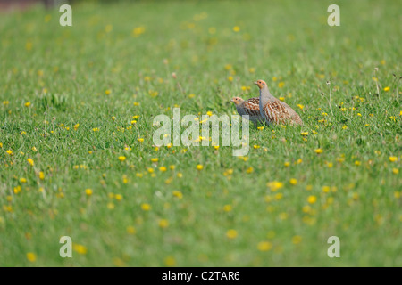 Graues Rebhuhn (Perdix Perdix) paar stehend auf einer blühenden Wiese - Frühling Stockfoto