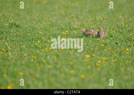 Graues Rebhuhn (Perdix Perdix) paar stehend auf einer blühenden Wiese - Frühling Stockfoto