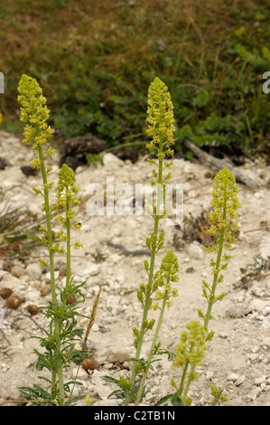 Wilde Mignonette, Reseda lutea Stockfoto