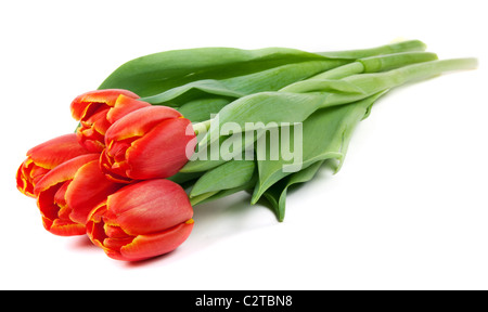 Bouquet von roten Tulpen isoliert auf weißem Hintergrund Stockfoto