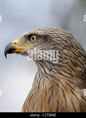 Schwarzmilan (Milvus Migrans) Nahaufnahme des Kopfes. Captive - Rotterdam Zoo. Stockfoto