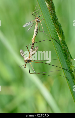 Paarung Schnaken (Tipula) im Rasen Stockfoto