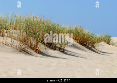 Düne und hohe Gräser (Ammophila Arenaria) an der Küste des "La Coubre" in Frankreich, Region Charentes-Poitou, Charente Maritime depa Stockfoto