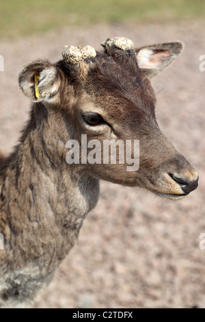 Nahaufnahme der Kopf eines jungen Hirsche Stockfoto