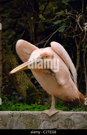 schönen Wasservogel Pink-backed Pelikan Stockfoto